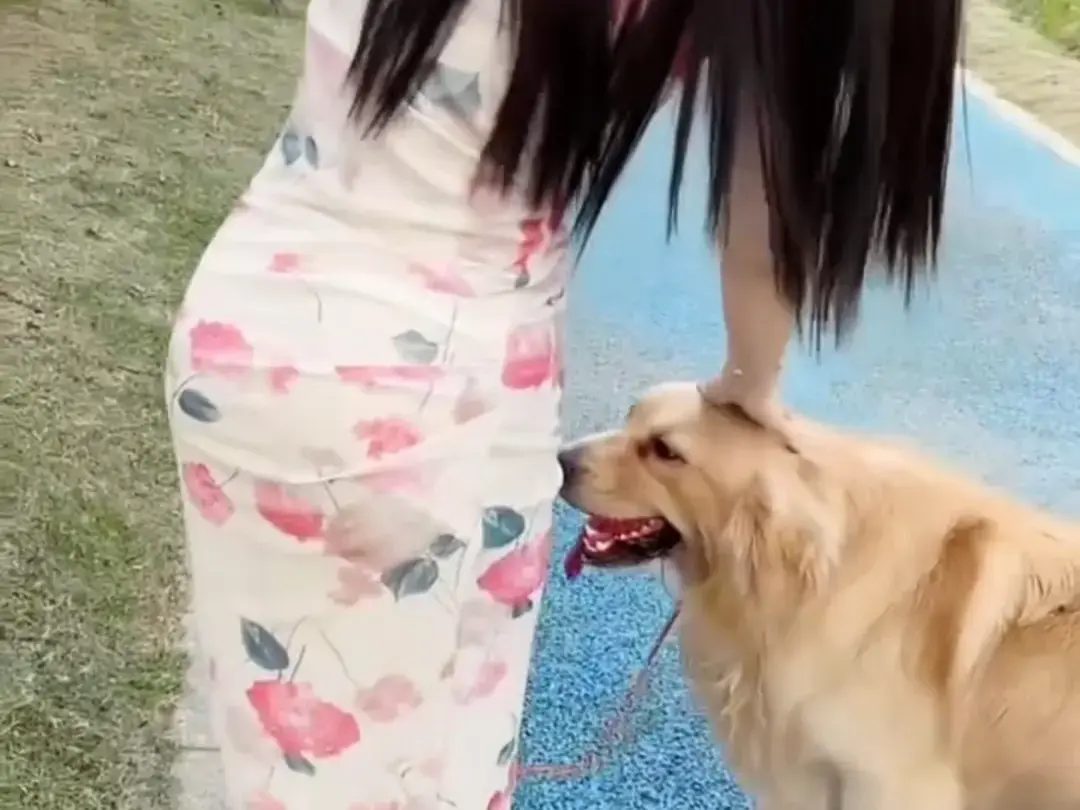 《抖音香香公主与爱犬金毛》科普视频完整版在线免费观看-抖音香香公主与爱犬直播回放资源免费领取-高清无广告播放